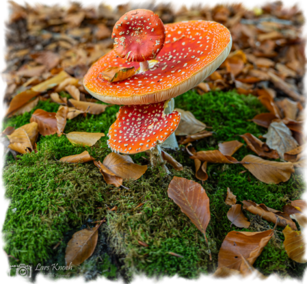 Natürliches Brautpaarporträt an der Nordsee